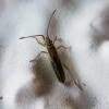 Myrmus miriformis